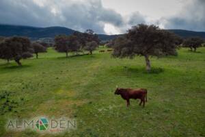 Valle de Alcudia