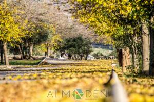 Otoño en Almadén