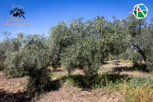 Aceites Velez Manzanares de Guadalmez