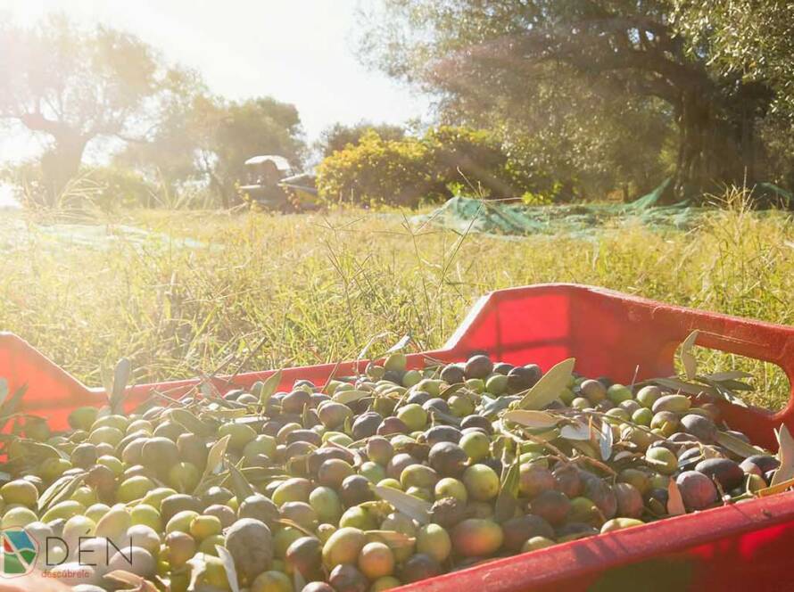 Comienza la temporada de molturación de la aceituna